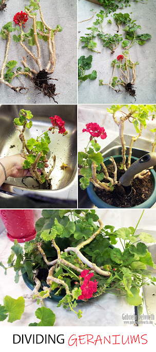 DIVIDING GERANIUMS AND MAKING NEW PLANTS