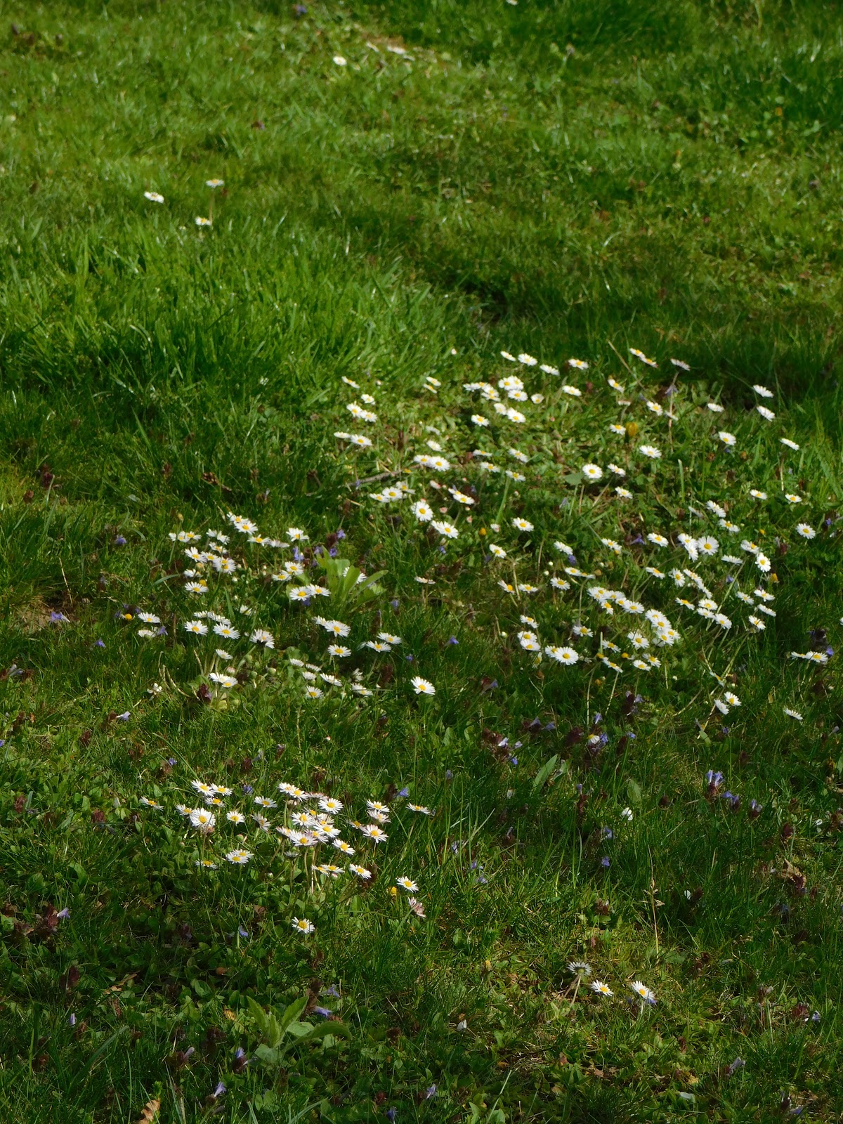 Rasen plus...