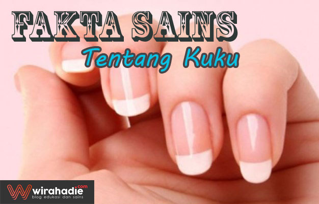 fakta-sains-tentang-kuku