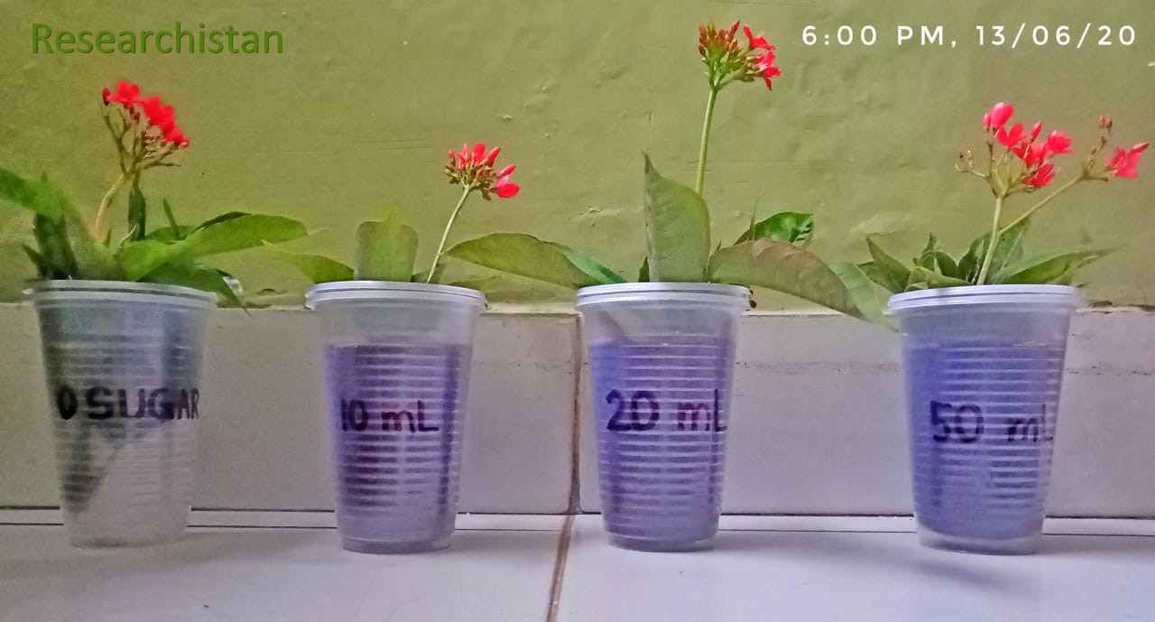 What Effect does Glucose have on Longevity of Cut Flowers