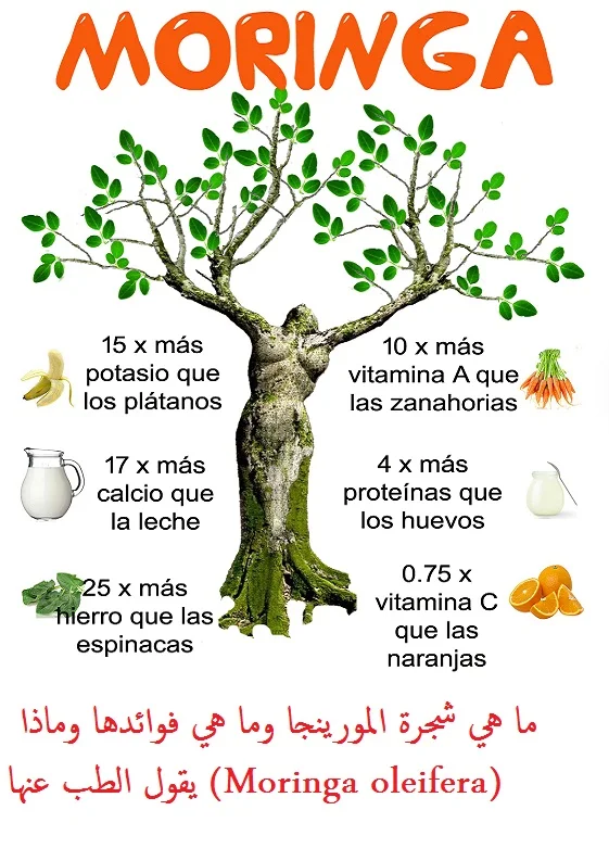 اضرار شجرة المورينجا شجرة المورينجا,, بذور شجرة المورينجا, كيفية زراعة شجرة المورينجا,, طول شجرة المورينجا,, فوائد شجرة المورينجا للجنس,, ما هي المورينجا بالمصري,, طريقة استخدام شجرة المورينجا,, فوائد المورينجا للكبد, منقوع المورينجا, فوائد حبوب المورينجا, فوائد المورينجا للاعصاب, فوائد المورينجا للامساك, شرب المورينجا على الريق, فوائد المورينجا للشعر, فوائد المورينجا للحمل, moringa oleifera, moringa tree, moringa oleifera pdf, moringa leaves benefits, moringa side effects, moringa peregrina, moringa seeds, moringa nutrition facts,