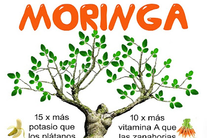 زراعة شجرة المورينجا من البذور