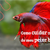 Como cuidar de um peixe Betta