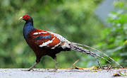 Humiae Pheasant