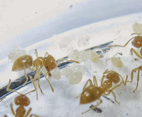 Acropyga ants and their aphids