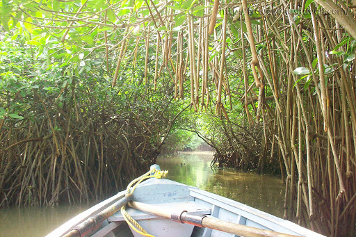 Pichavaram Mangrove Boating