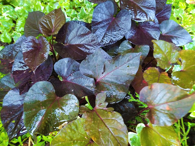 Ipomea o batata ornamental (Ipomoea batatas var. "Blackie").