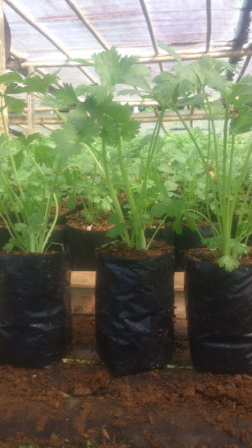 jual bibit tanaman seledri agroloka jual bibit tanaman seledri agroloka