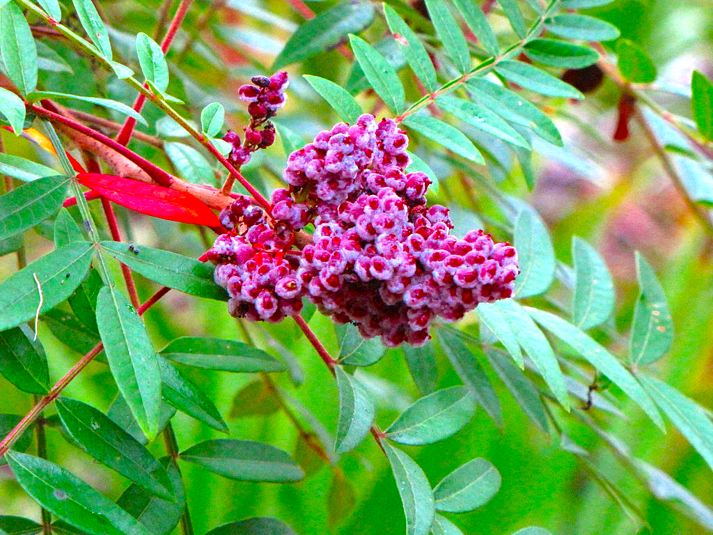 Stories from the Wigwam Medicinal Monday Surprising Winged Sumac