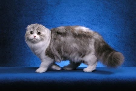 Scottish Fold Cat Pictures Fun Animals Wiki Videos Pictures Stories