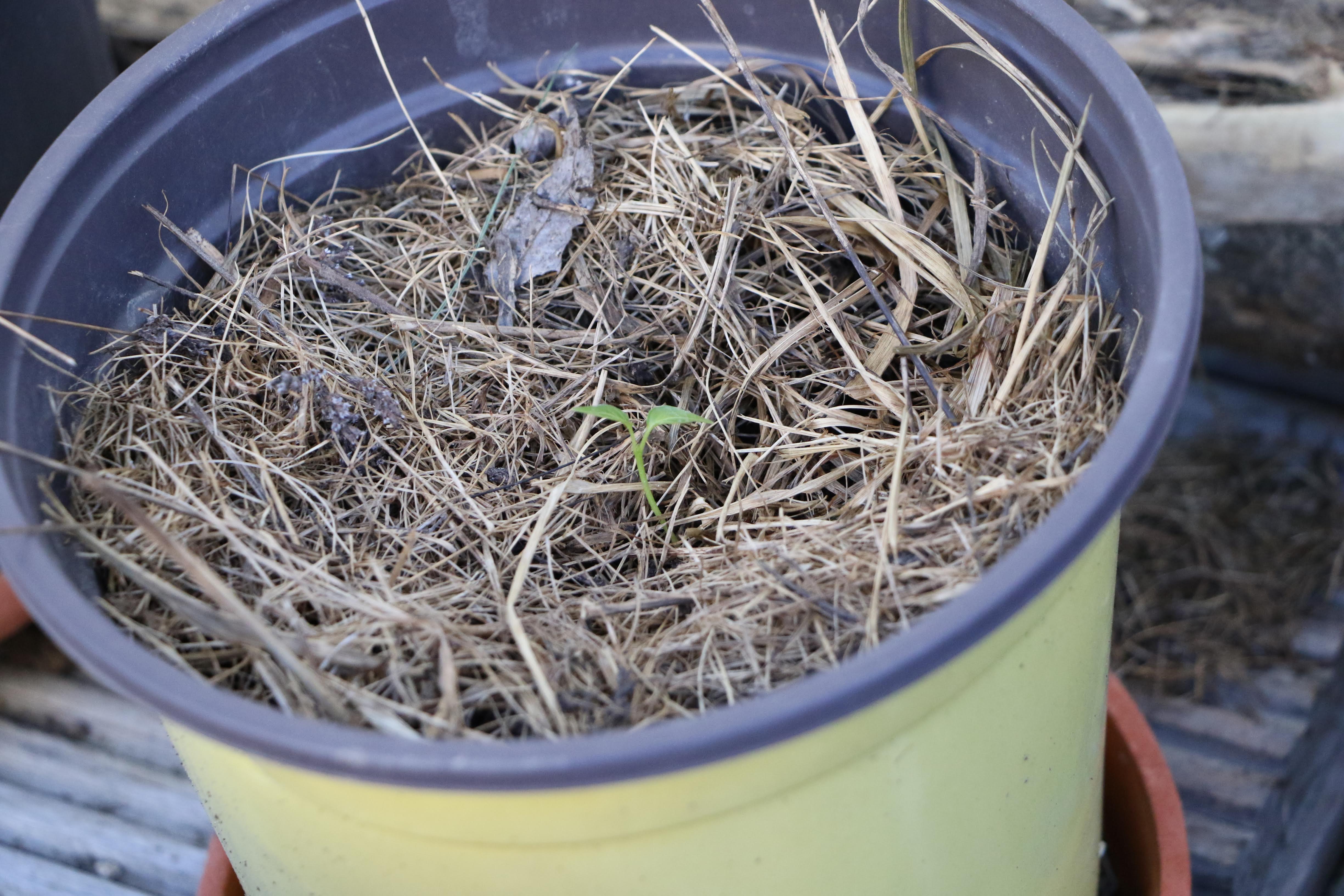Peperoni und Paprika säen, pflanzen, ernten und überwintern Ein