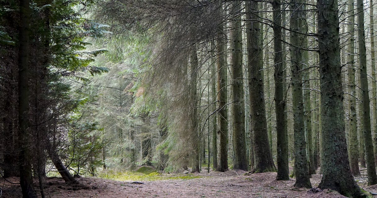Summitsup Clocaenog Forest Heights