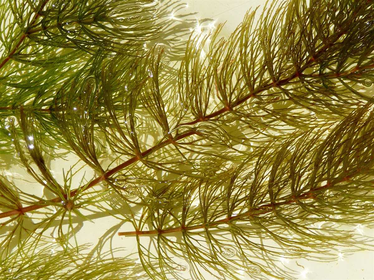 r o b i n 's y a r d Ceratophyllum demersum