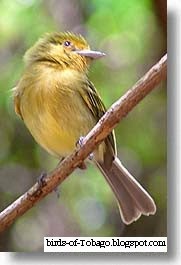 Yellow-brested Flycatcher (Tolmomyias flaviventris) Yellow-brested Flycatcher (Tolmomyias flaviventris)