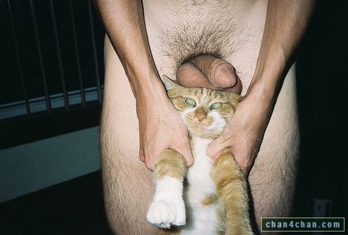 Cat S Penis 29