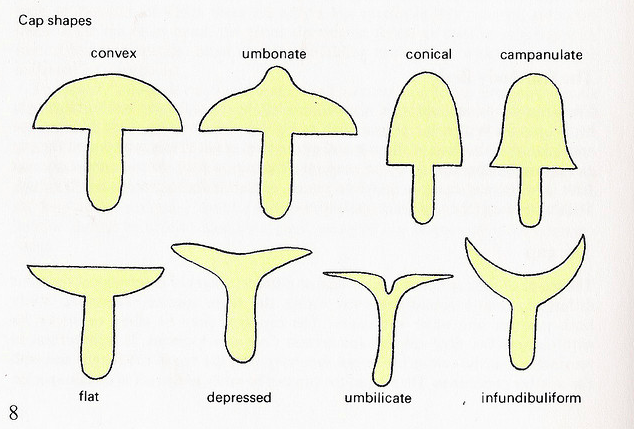 model's own: Know your Mushrooms