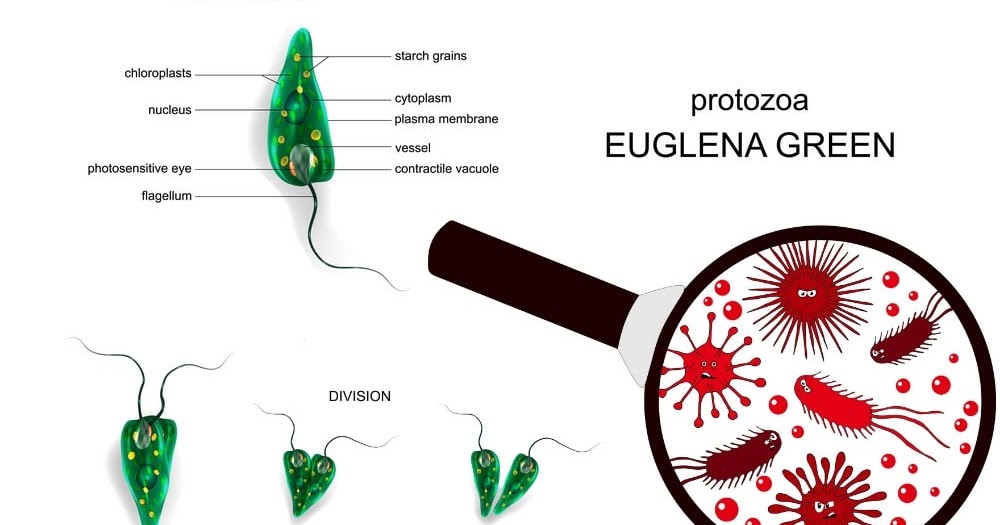 Rhizopoda Adalah Hewan Bersel Satu Yang Bergerak Dengan Menggunakan Protozoa Kkaktri Channel Info Pendidikan Rhizopoda Adalah Hewan Bersel Satu Yang Bergerak Dengan Menggunakan Protozoa Kkaktri Channel Info Pendidikan