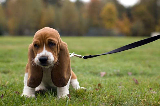 42 fotos de cachorros adoráveis Elfandarilha