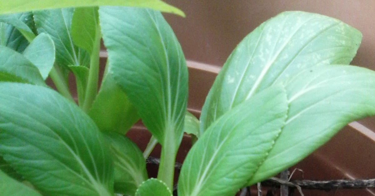 Tanamsendiricom Grow Your Own Sawi Jepun