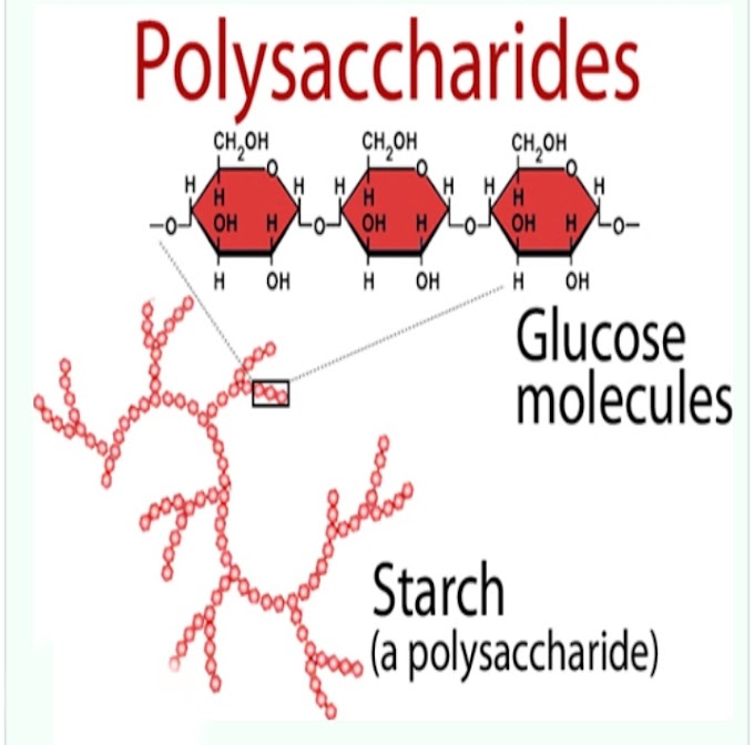 Polysaccharides Classification