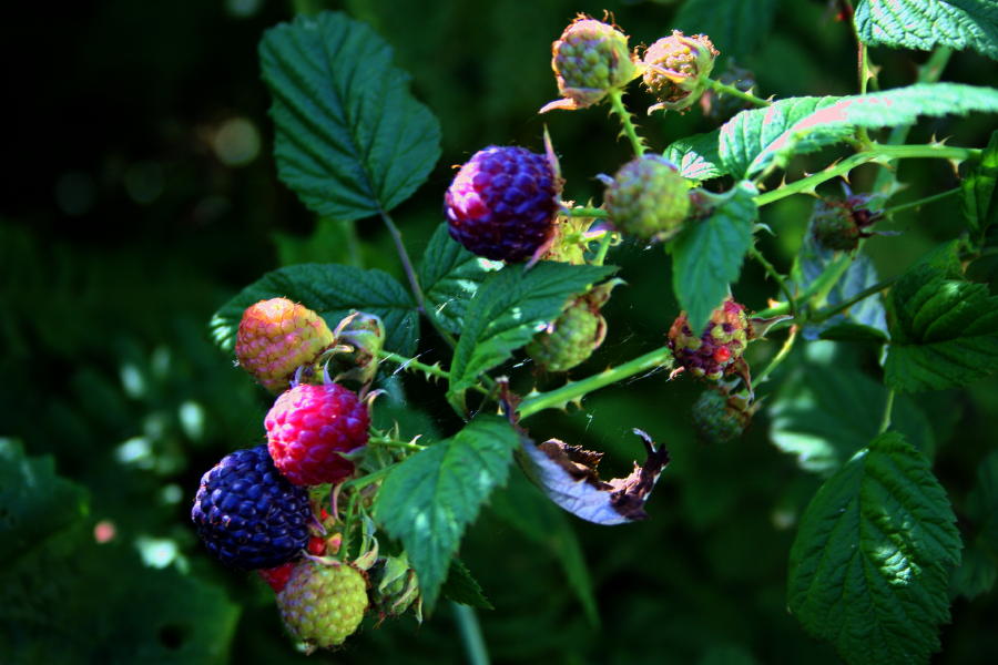 Off-Grid Home Sweet Home: Berry Hunting Hike...