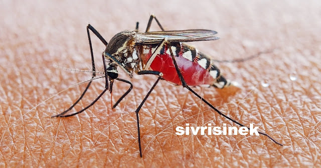 sivrisinek