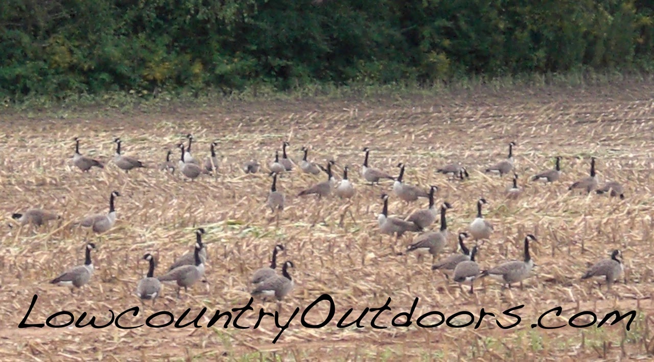 flocks of geese flocks of geese