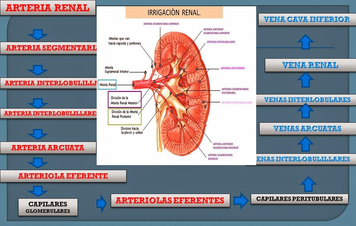 El Blog De Fisiología Medica de Jesus Ramon Sosa Chombo: Generalidades ...