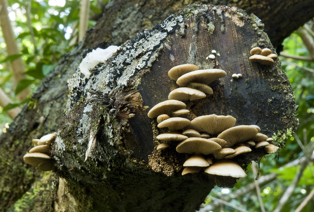 The 3 Foragers Foraging for Wild, Natural, Organic Food Mushrooms in