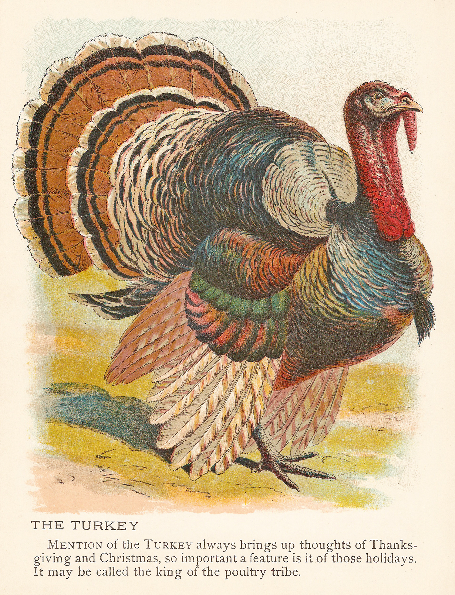 vintage turkey clipart - photo #8