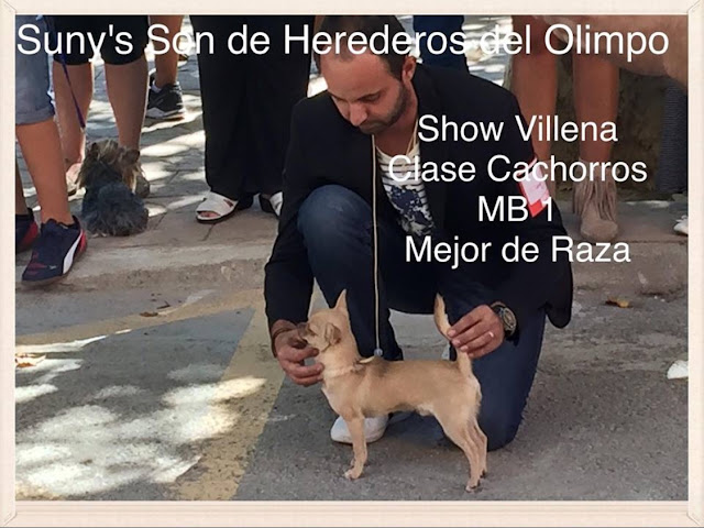 exposicion canina chihuahua