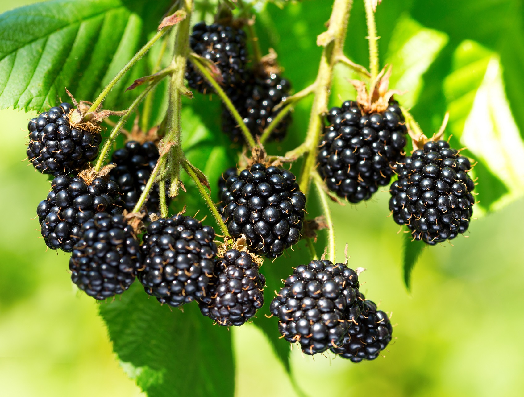 Hunting Wild Blackberries... - HAERR TRIPPIN'