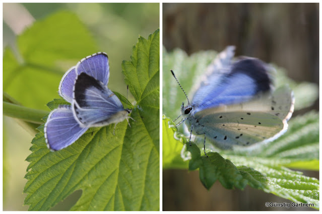 Adventskalender Diy Gunstig Und Leicht Umzusetzen Deko Hoch Drei