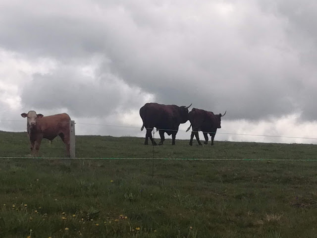 2019 - [CR] Le Tour des Vaches Rouges 27 et 28 mai 2019. IMG_20190528_133252