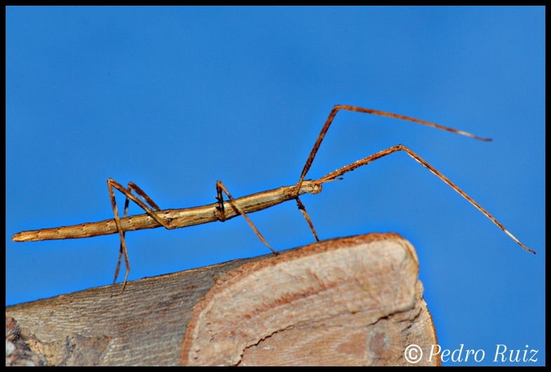 Ninfa hembra L3 de Parapachymorpha zomproi, 3,5 cm de longitud Ninfa hembra L3 de Parapachymorpha zomproi, 3,5 cm de longitud