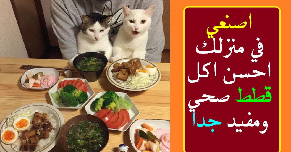 اصنع طعام القطط الأفضل والأكثر صحية ومفيدة في المنزل