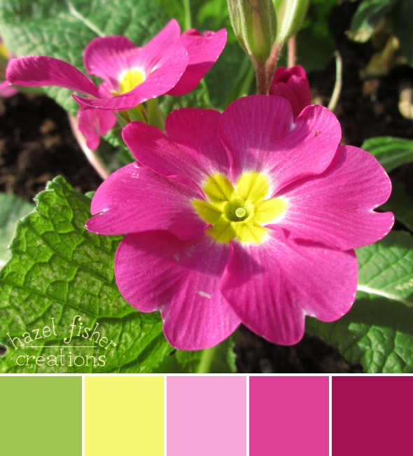 Colour Palette Inspiration Pink Primulas, flower photography, hazelfishercreations Colour Palette Inspiration Pink Primulas, flower photography, hazelfishercreations