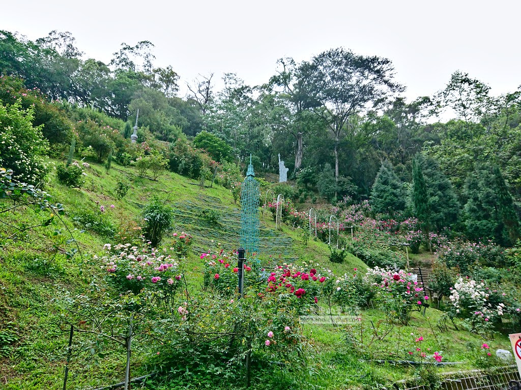 苗栗景點,雅聞七里香玫瑰森林,苗栗親子旅遊