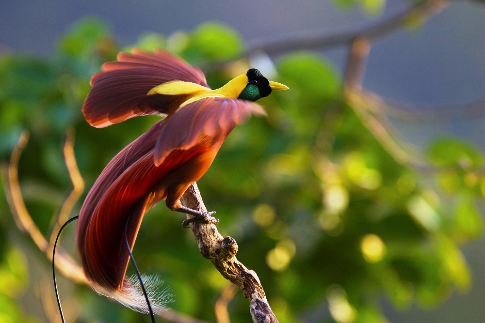 Glaciares tropicales y aves del Paraíso. La fauna de Nueva Guinea Glaciares tropicales y aves del Paraíso. La fauna de Nueva Guinea