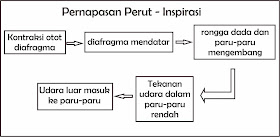 De Biology Mekanisme Pernapasan