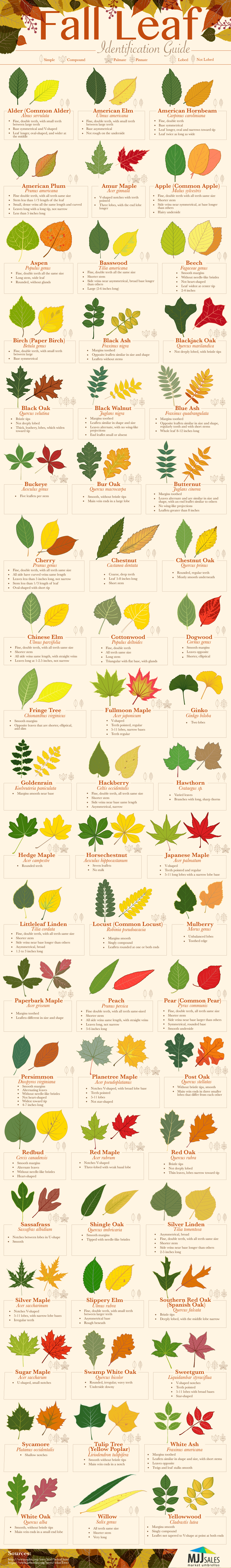 Fall Leaf Identification Guide #infographic ~ Visualistan