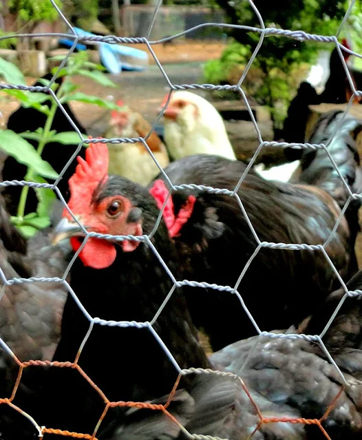 Chicken Coop + Run Predator Proofing Fresh Eggs Daily® with Lisa Steele