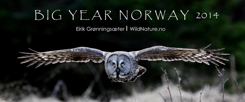 Big Year Norway 2014