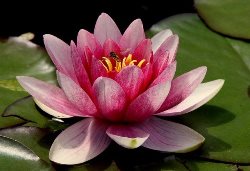 Lotus flower name