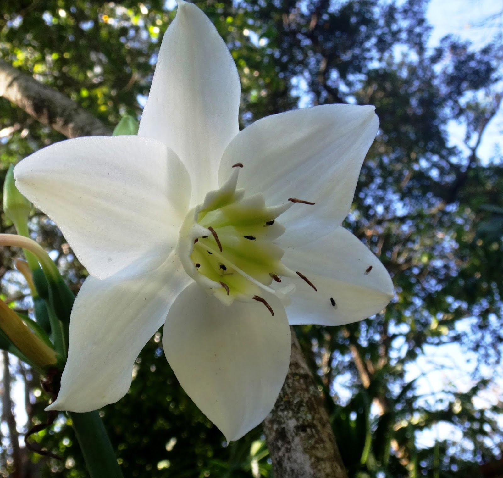 Uma flor por dia: Lírio-do-amazonas, Estrela D´alva