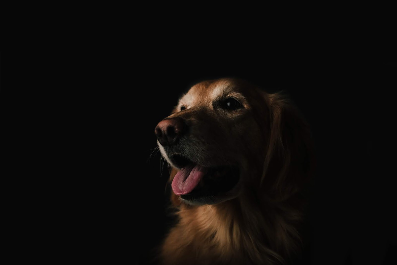 kajian-zarnuji-apakah-anjing-adalah-hewan-yang-najis