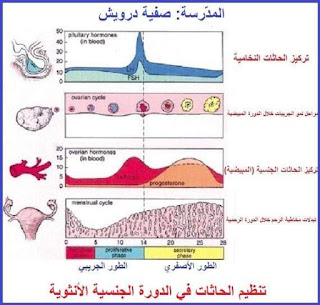 لخلية ارسم بكتيرية مخططا خلية