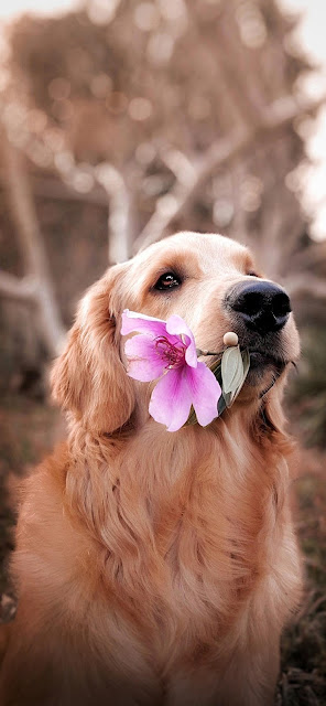 Wallpaper for iphone 13 Dog Holding Flower In Mouth Wallpaper Dog Holding Flower In Mouth iphone 13