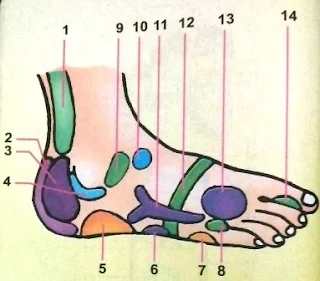 Punggung Kaki Bagian Luar