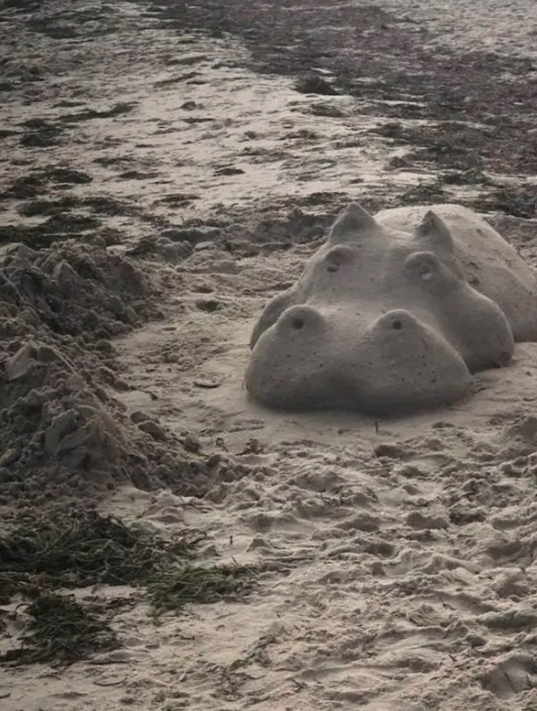 Семья бегемотов. Бегемот на пляже. Бегемотики мультяшные. Бегемот в воде фото. Два бегемота на пляже.